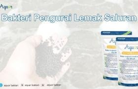 Bakteri Pengurai Lemak Saluran
