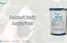 Fungsi Bakteri Aquarium