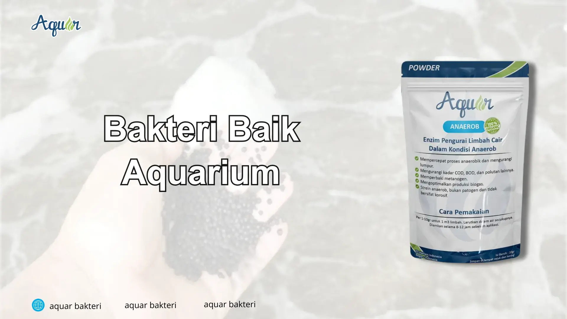 Fungsi Bakteri Aquarium
