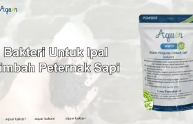 Bakteri Untuk Ipal Limbah Peternak Sapi