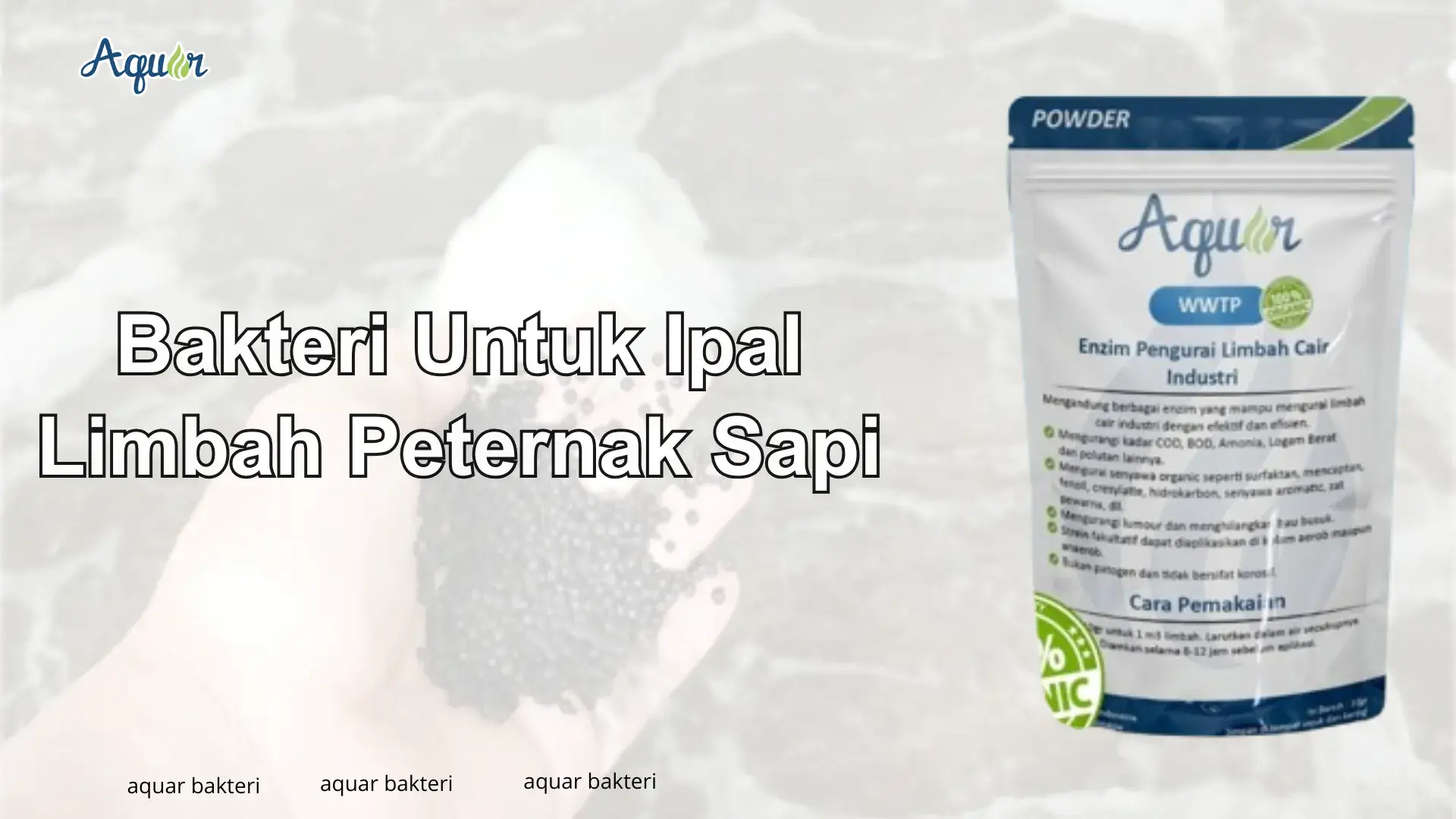 Bakteri Untuk Ipal Limbah Peternak Sapi