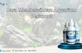 Cara Membersihkan Aquarium Berlumut