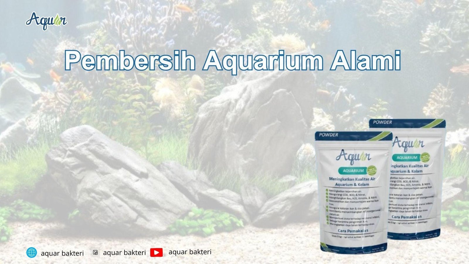 Pembersih Aquarium Alami