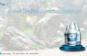 Solusi Kualitas Aquarium Berlumut