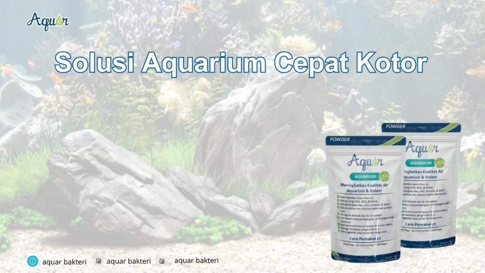 Solusi Aquarium Cepat Kotor