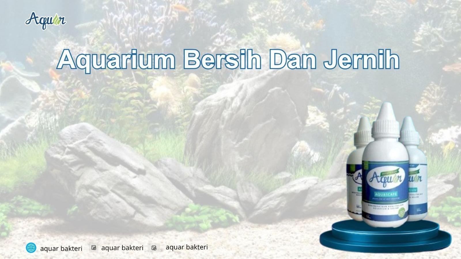 Aquarium Bersih Dan Jernih