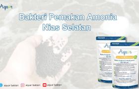 Bakteri Pemakan Amonia Nias Selatan