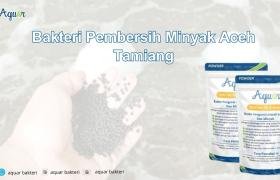 Bakteri Pembersih Minyak Aceh Tamiang