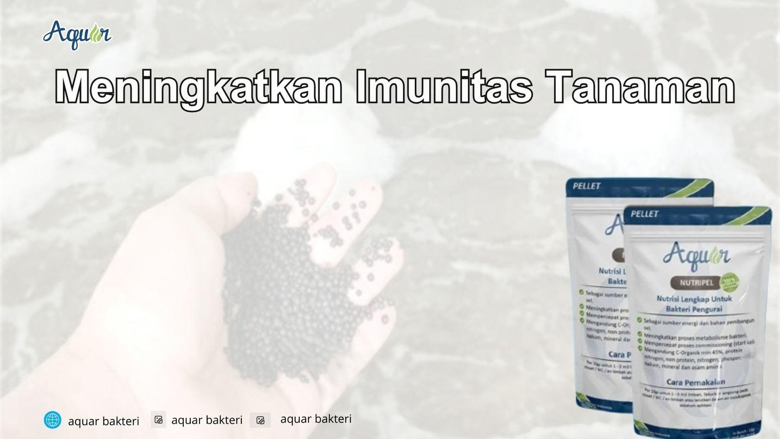 Meningkatkan Imunitas Tanaman