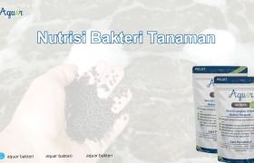 Nutrisi Bakteri Tanaman
