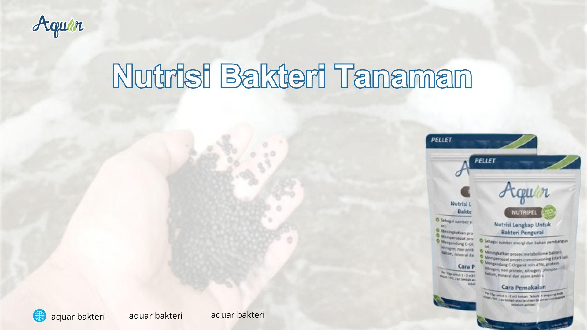 Nutrisi Bakteri Tanaman