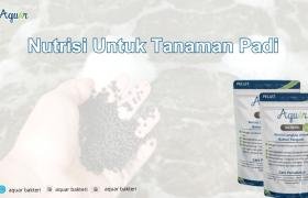 Nutrisi Untuk Tanaman Padi