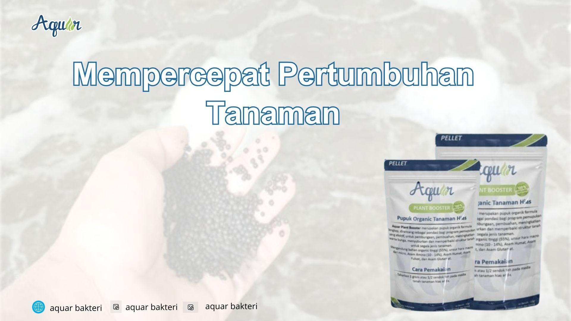 Mempercepat Pertumbuhan Tanaman