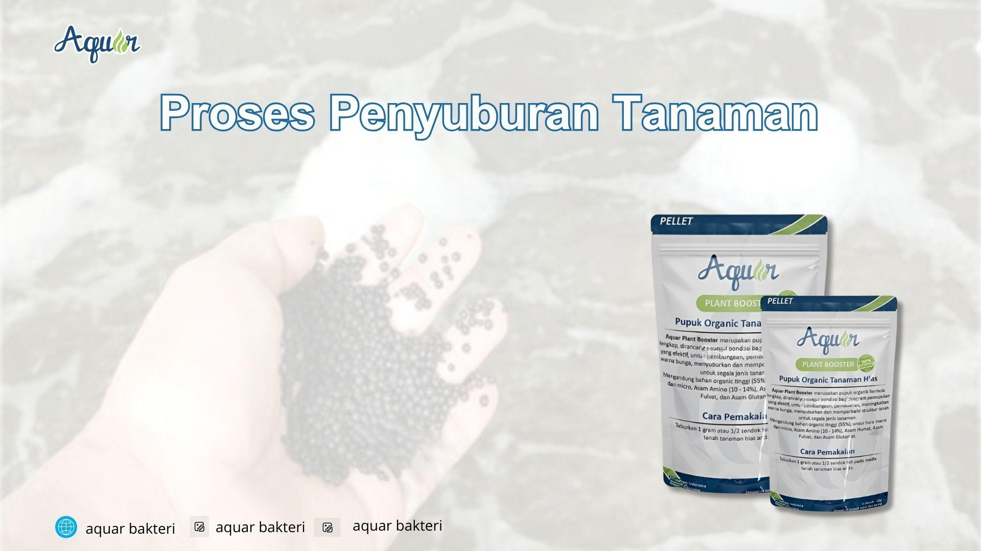 Proses Penyuburan Tanaman