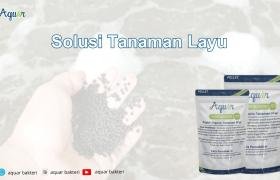 Solusi Tanaman Layu