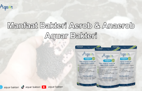 Fungsi Bakteri Anaerob