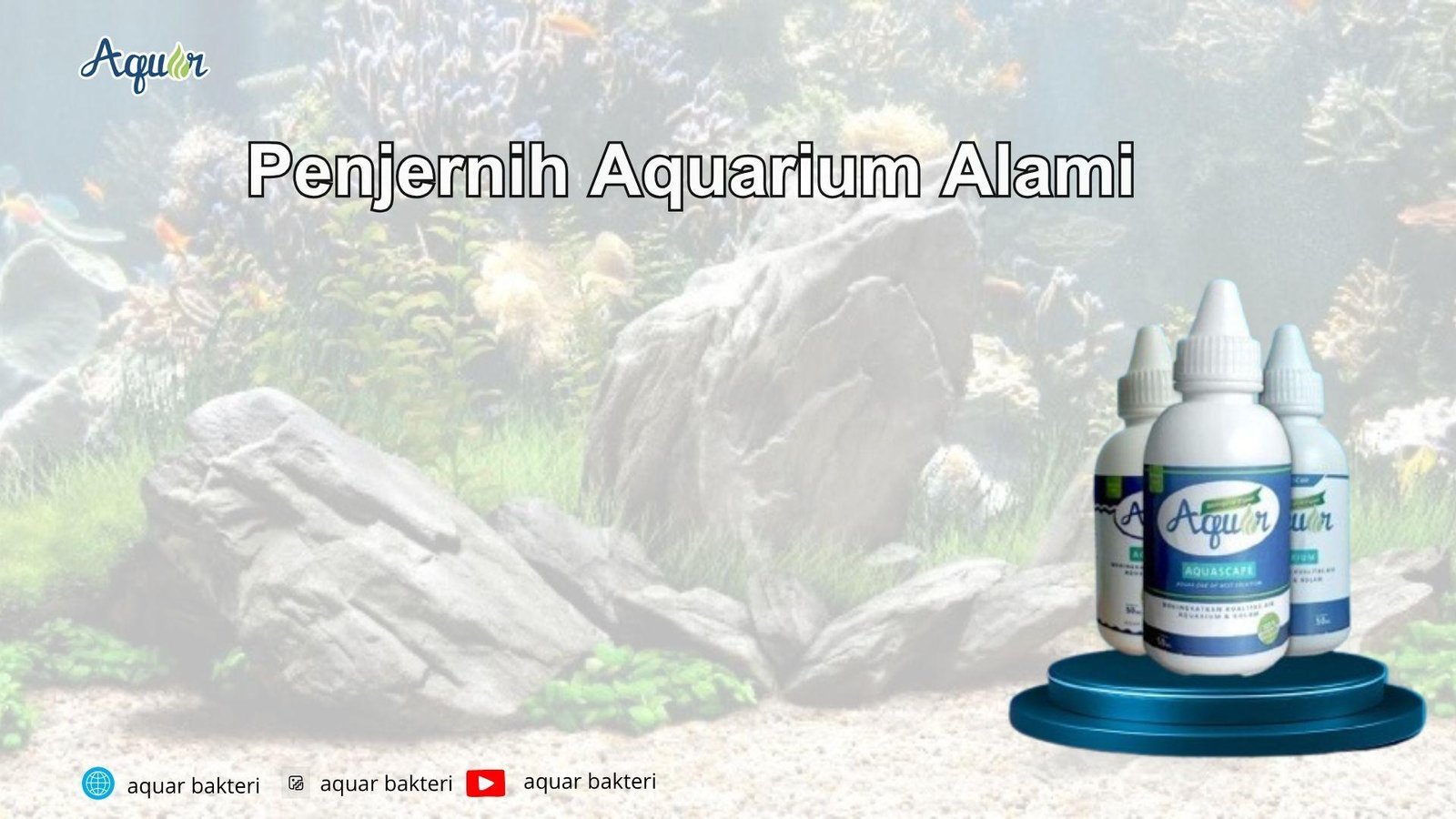 Penjernih Aquarium Alami
