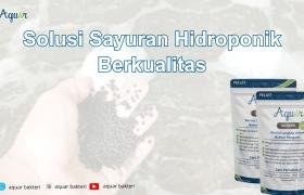 Solusi Sayuran Hidroponik Berkualitas
