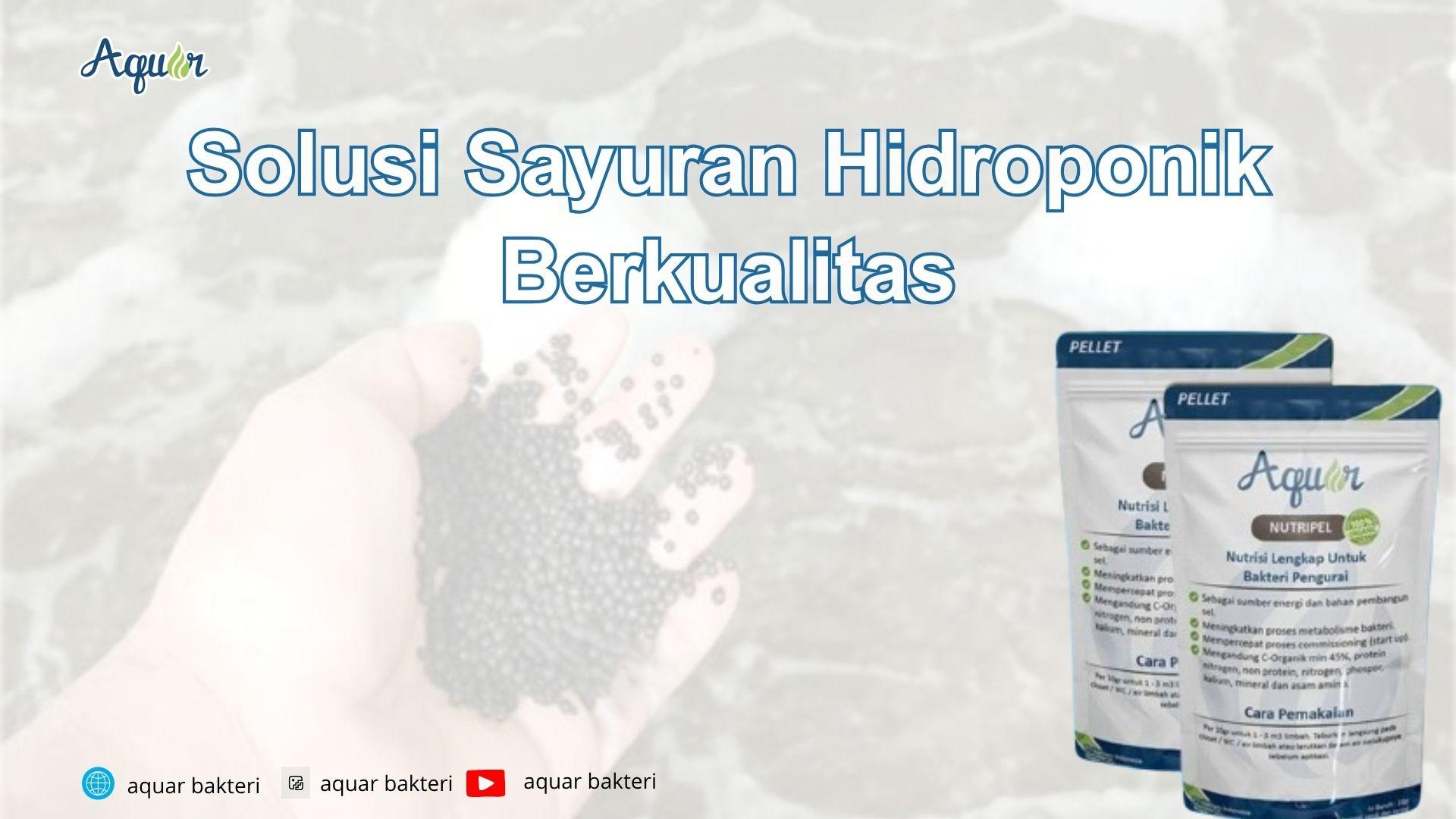 Solusi Sayuran Hidroponik Berkualitas